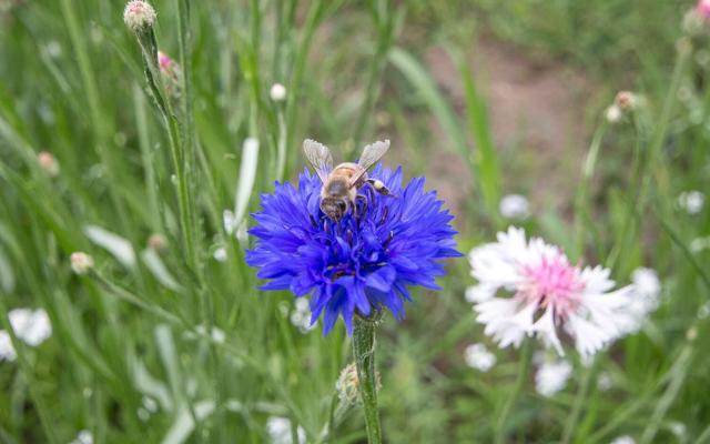 Biene im Garten des Freilandmuseums Lehde, Foto: Linke, Lizenz: Museum OSL