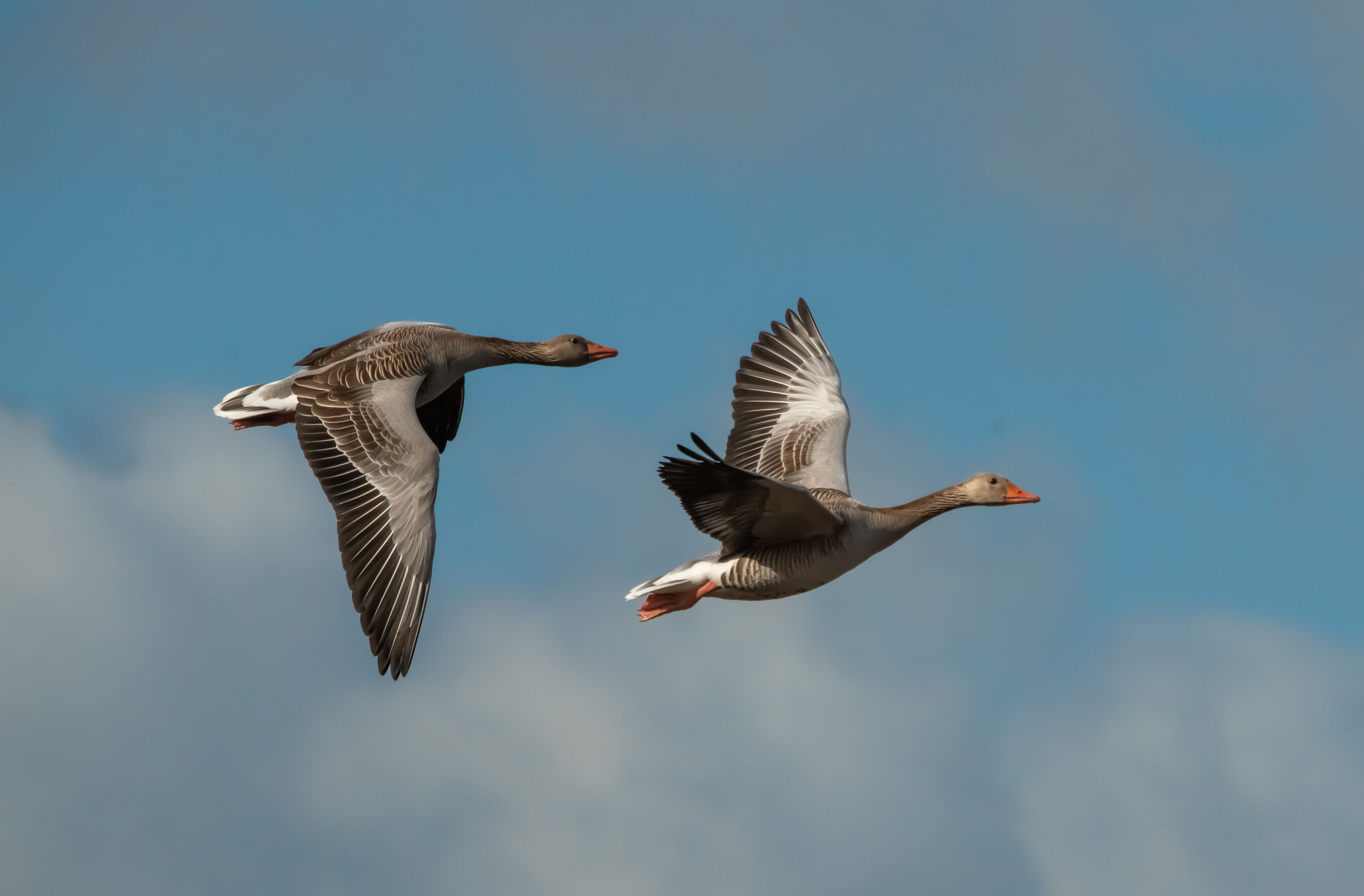Graugänse im Flug
