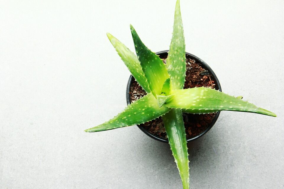 Aloe, Foto: marcegaral, Lizenz: Pixabay
