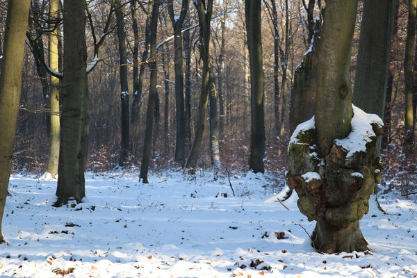 Winterlicher Buchenhain, Foto: Carolin von Prondzinsky, Lizenz: Naturschutzfonds Brandenburg