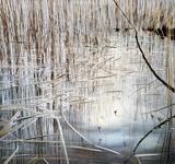 Schilf, Foto: Kathrin Hänsel, Lizenz: Kathrin Hänsel