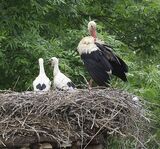 Jungstörche im Nest, Foto: Albrecht Hanke, Lizenz: Amt Burg (Spreewald)