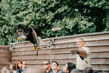 Flugshow auf dem Adler- und Jagdfalkenhof Werchow., Foto: www.spreewald.de / Lena Tschuikow, Lizenz: www.spreewald.de / Lena Tschuikow
