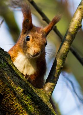 Winter_Waldspaziergang_Elli, Foto: Peter Becker, Lizenz: TKS Lübben (Spreewald) GmbH