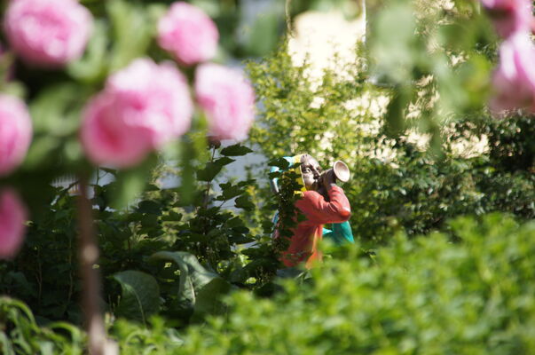 Klostergarten und Rundweg um Klosterensemble, Foto: Dominikanerkloster Prenzlau Klostergarten und Rundweg um Klosterensemble, Foto: Dominikanerkloster Prenzlau