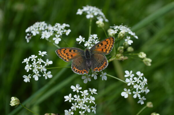 Bezaubernde Schönheiten im Fokus - welcher Schmetterling ist das?, Foto: A.Schwuchow, Lizenz: Naturschutzfonds Brandenburg