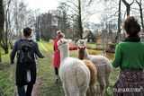 Alpakawanderung, Foto: Die Alpakaflüsterin, Lizenz: Alpaca Finca Spreewald