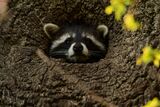 Waschbär, Foto: Mario Herzog, Lizenz: NaturSchutzFonds Brandenburg
