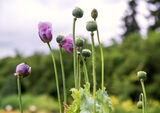 Schlafmohn, Foto: Ute C. Bauer