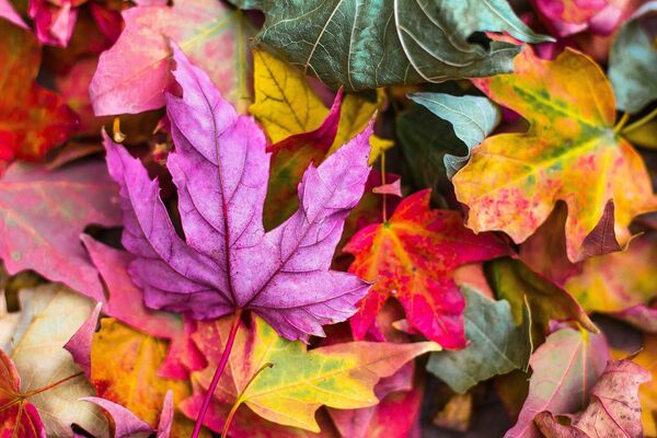 bunte Herbstblätter, Foto: StockSnap auf Pixabay