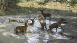 Hirsche im Wasser, Foto: Axel Gebauer, Lizenz: Axel Gebauer