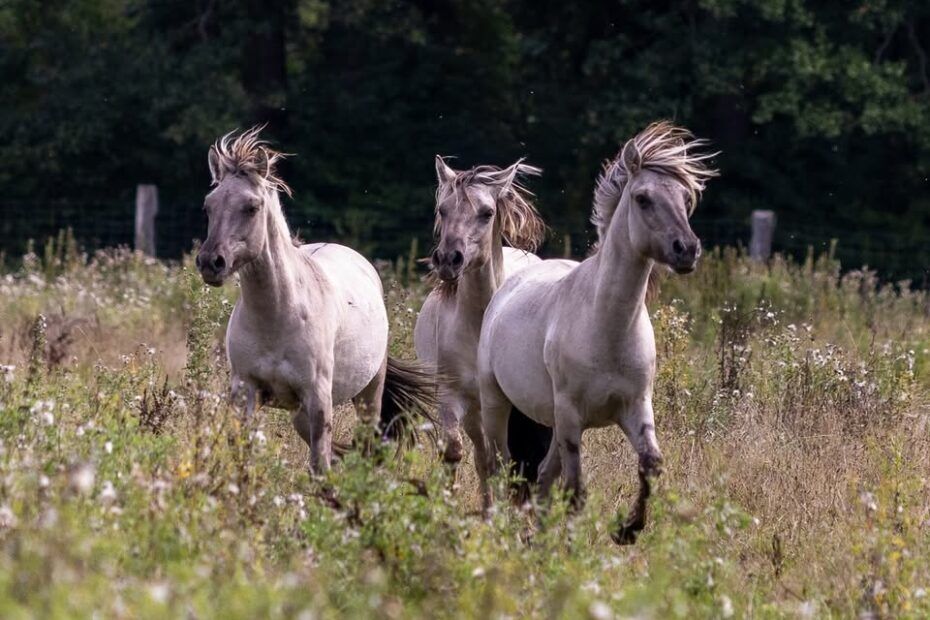 Wildpferde