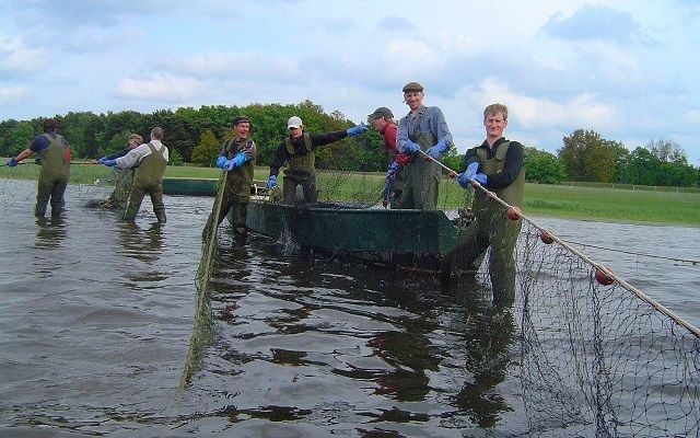 Zugnetzfischen, Foto: Günter Fischer Zugnetzfischen, Foto: Günter Fischer