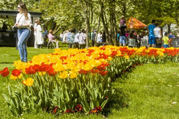 Tulpenfest, Foto: LAGA Luckau 2000 gGmbH