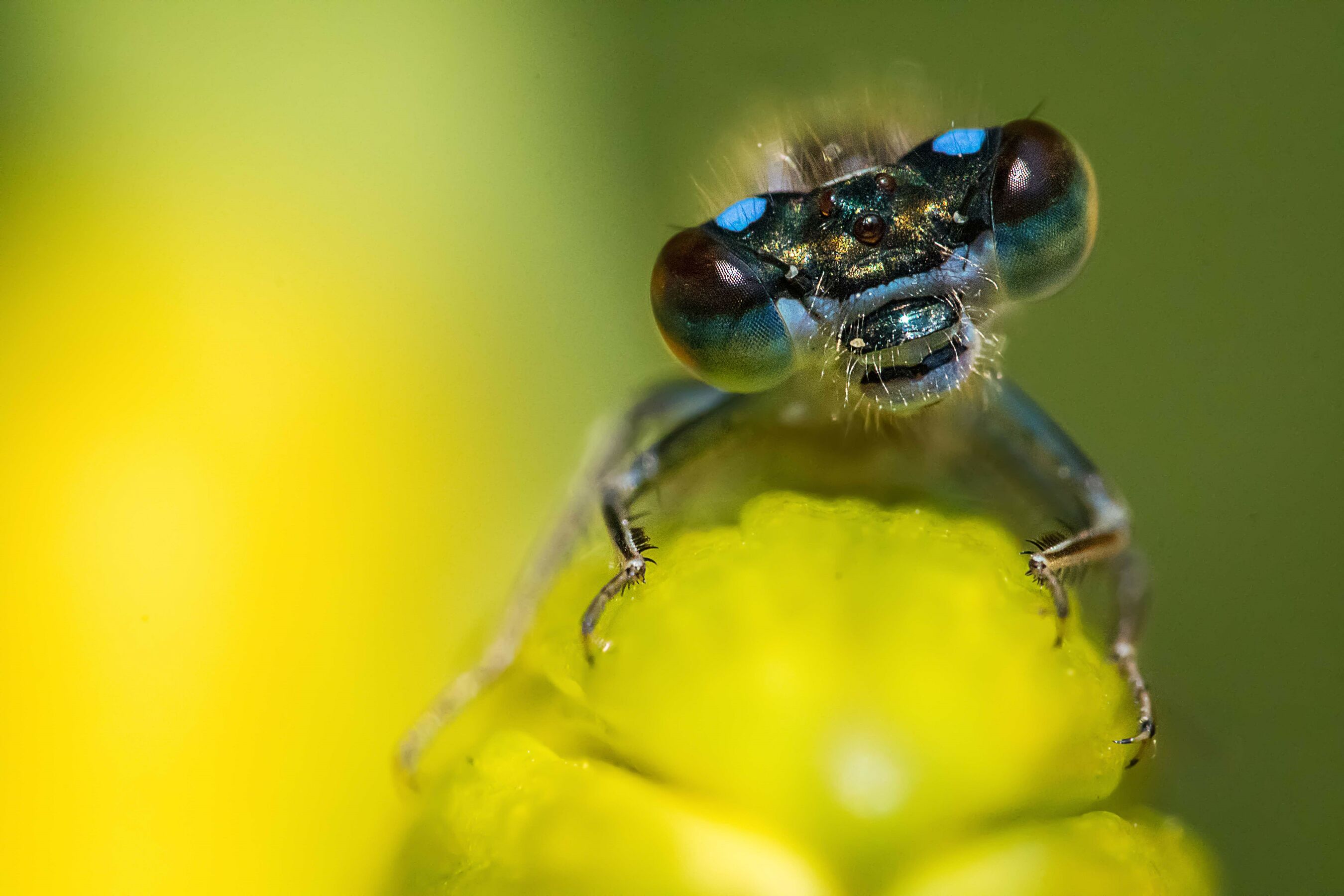 Libellen sind auf das Wasser angewiesen, Foto: Frank Lange, Lizenz: Frank Lange