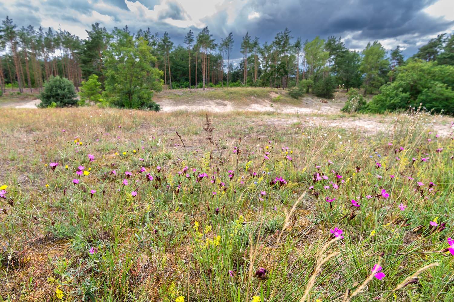 Blühender Trockenrasen in den Glindower Alpen, Foto: Tilo Geisel
