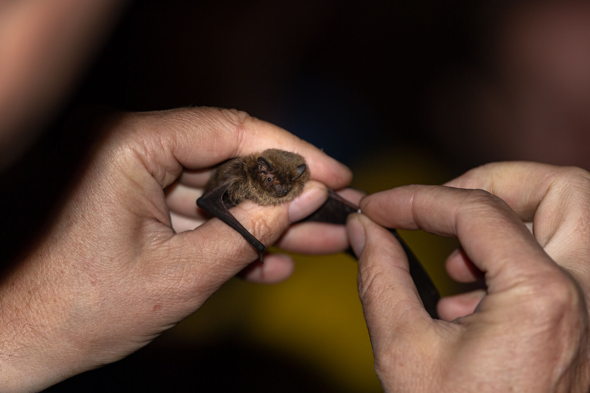Fledermaus, Foto: T.Westphal, Lizenz: T.Westphal