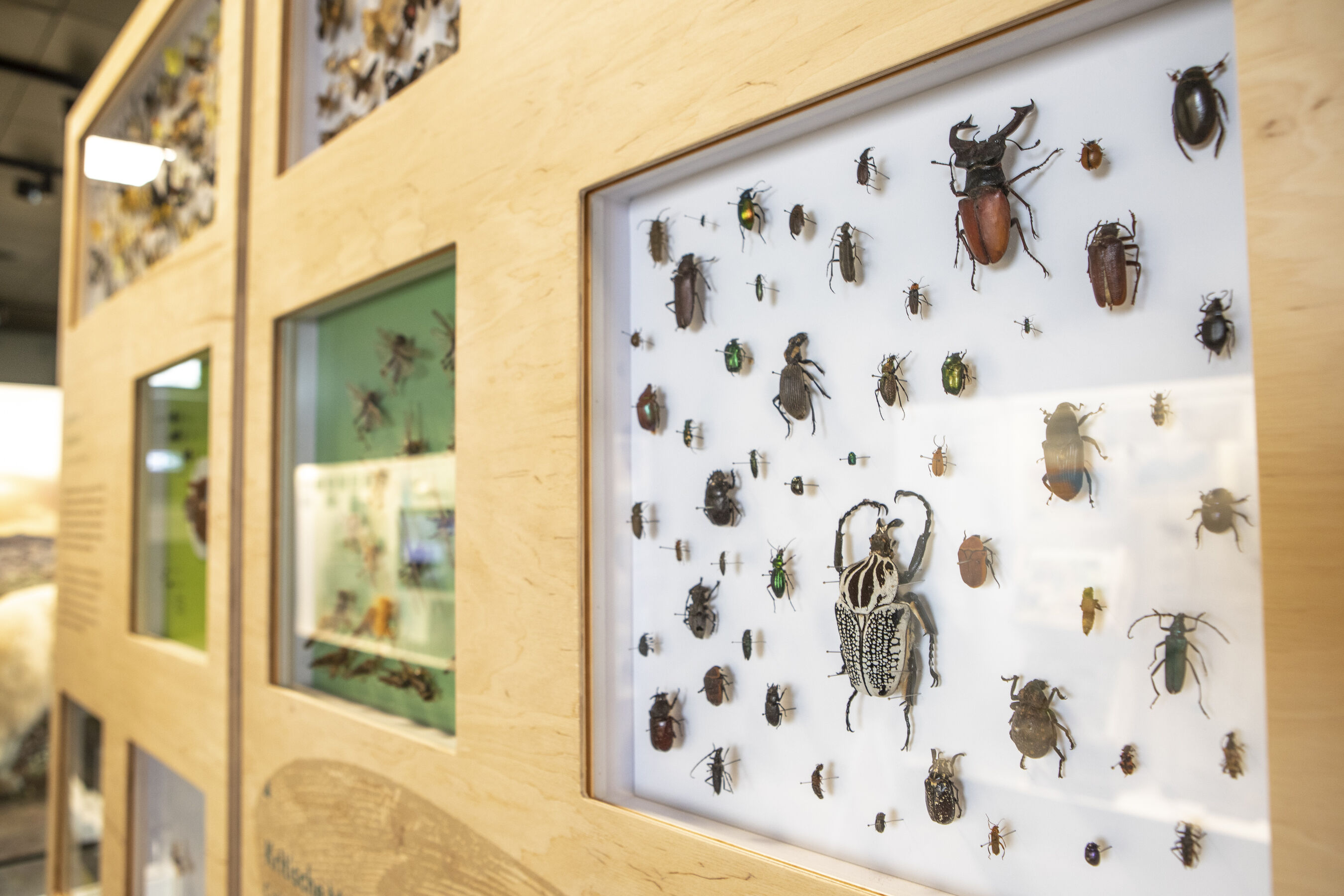 Ausstellungsmodul, Foto: Adrian Lorberth, Lizenz: Adrian Lorberth