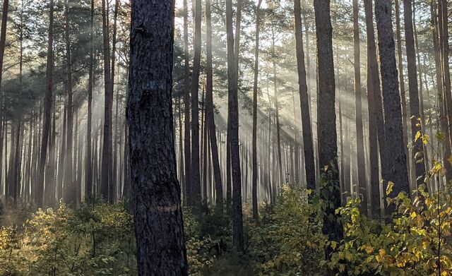 Waldlichtspiel, Foto: Monika Gierach, Lizenz: Naturschutzfonds Bbg.