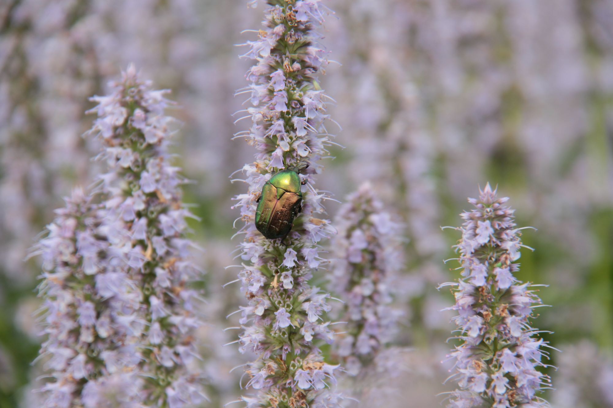 Rosenkäfer an Durftnelke, Foto: Theresa Rieß, Lizenz: Sielmanns Naturlandschaft Wanninchen
