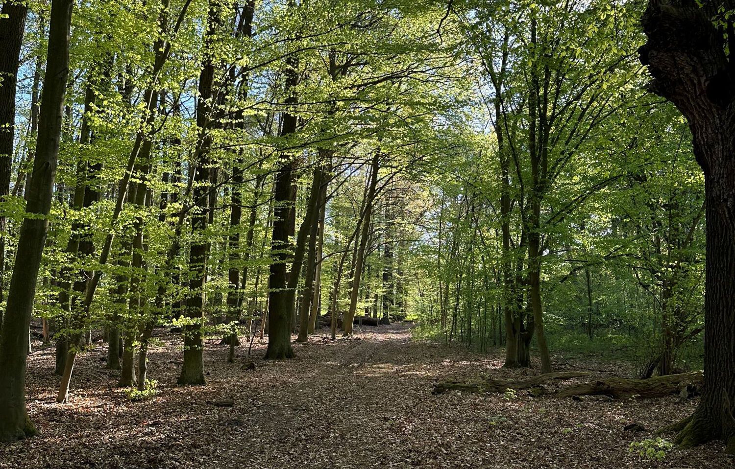 Görlsdorfer Wald, Foto: Katja Benke, Lizenz: Katja Benke/Heinz Sielmann Stiftung