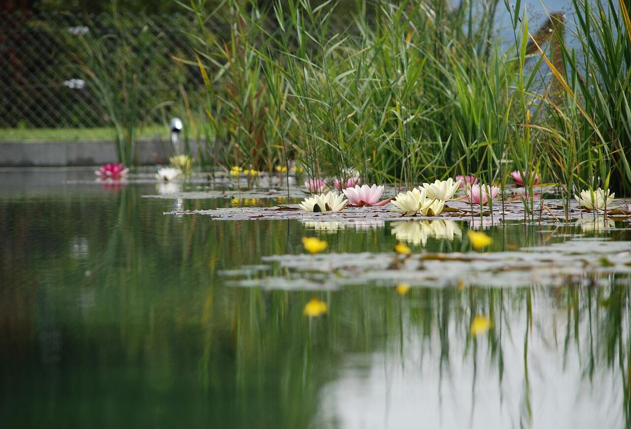 Naturteich, Foto: Pixabay - kostenlos verfügbares Foto