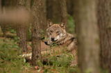 Wolf im Wildpark, Foto: Gemeinde Schorfheide, Lizenz: Gemeinde Schorfheide