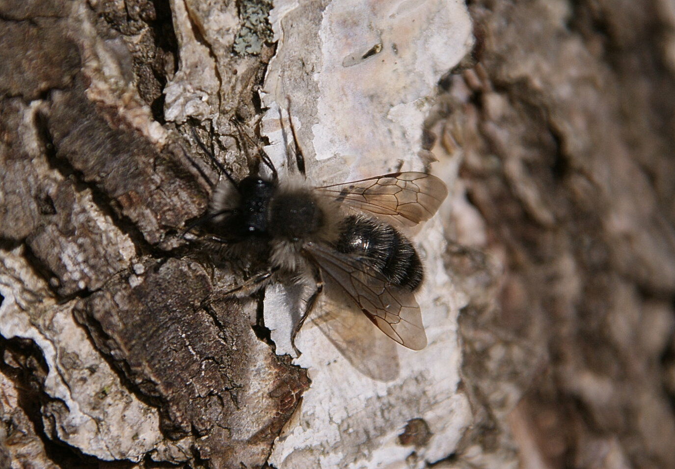 Erdbiene, Foto: NABU, Lizenz: NABU