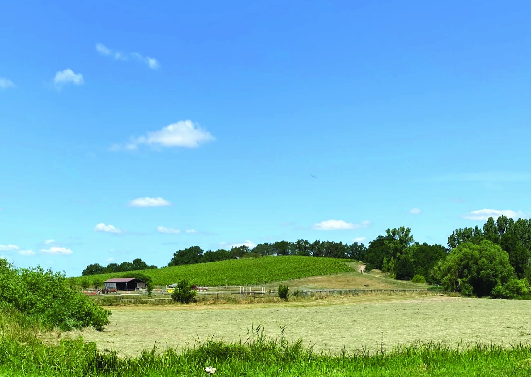 Weingut Swillus, Foto: Weingut Swillus, Lizenz: Weingut Swillus