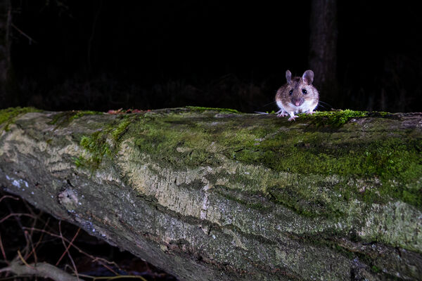Maus im nächtlichen Wald, Foto: L. Ulmer, Lizenz: Naturschutzfonds Brandenburg