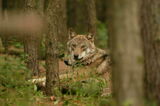Wolf im Wildpark Schorfheide, Foto: Wildpark Schorfheide, Lizenz: Wildpark Schorfheide