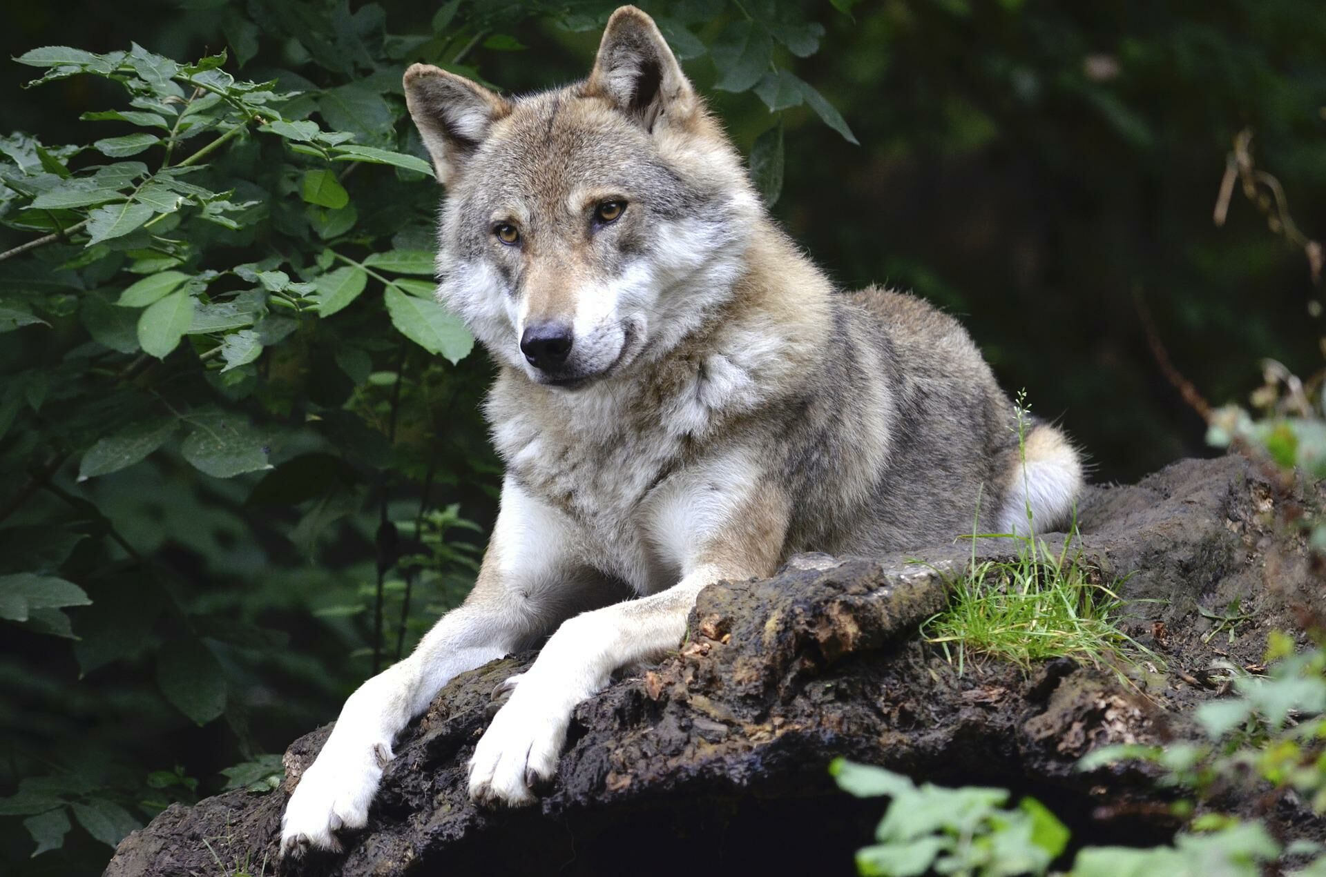 Wolf, Foto: Andrea Bohl, Lizenz: pixabay