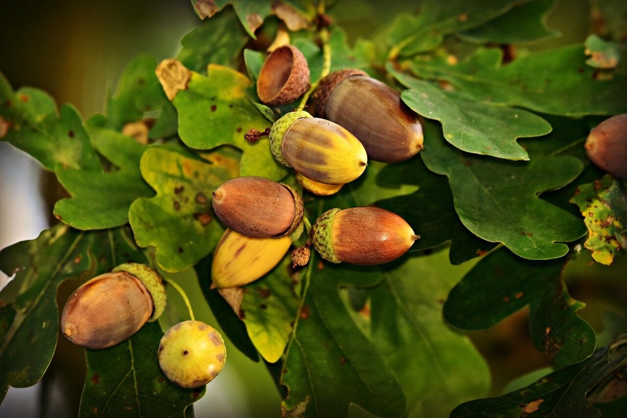 Eicheln, Foto: (c) MabelAmber auf Pixabay, Lizenz: (c) MabelAmber auf Pixabay