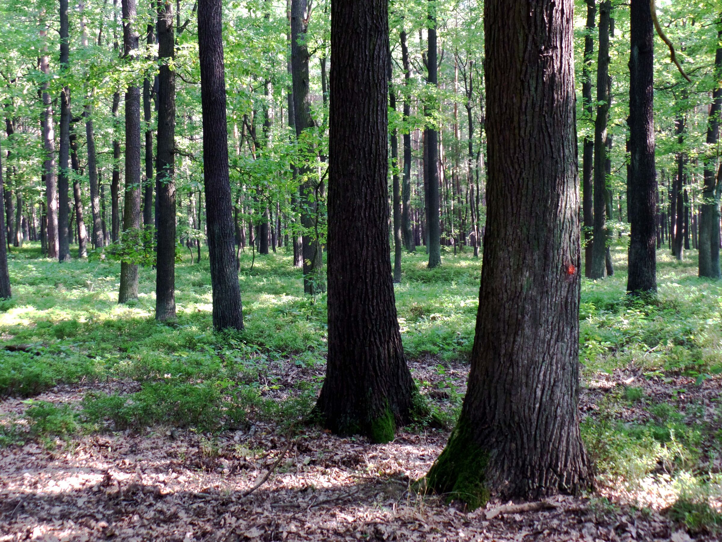 Wald, Foto: TVEEL, Lizenz: TVEEL