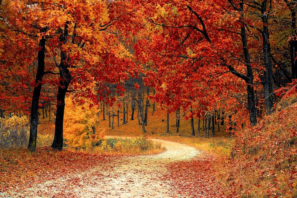 Herbstwald, Foto: Valiphotos, Lizenz: Pixabay