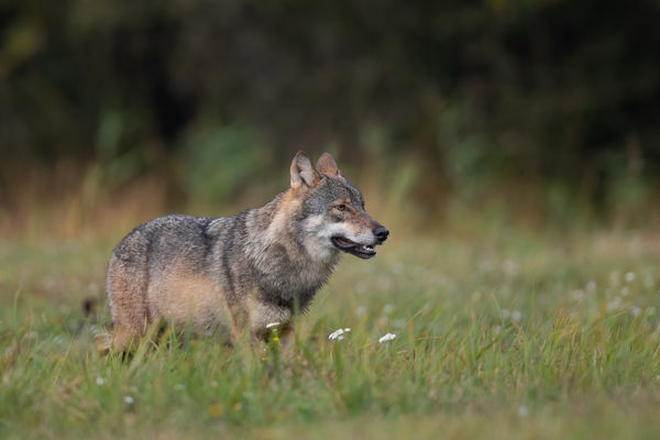 Wolf, Foto: Robert Franck, Lizenz: Naturschutzfonds Brandenburg
