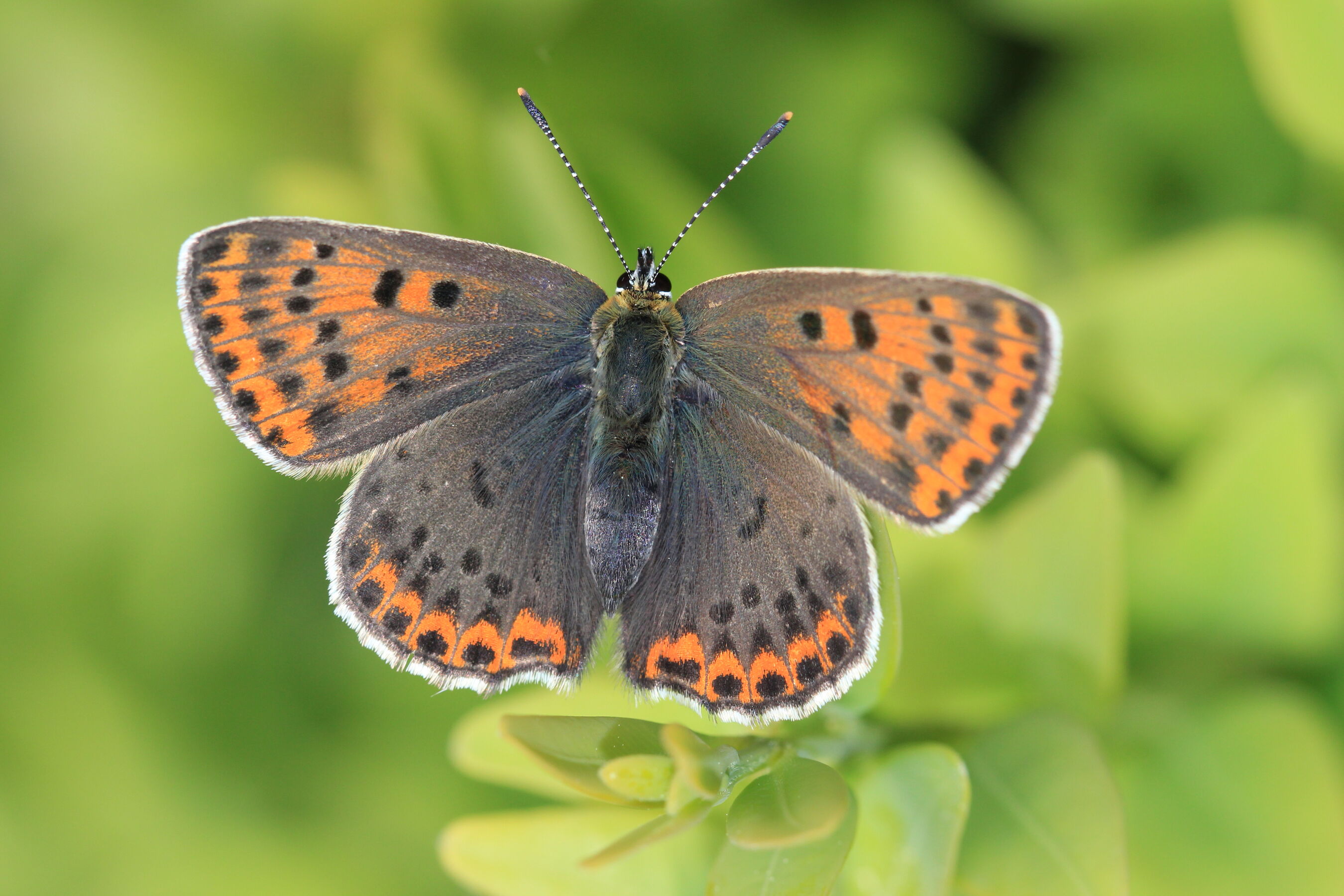 Brauner Feuerfalter, Foto: Oliver Brauner, Lizenz: NaturSchutzFonds Brandenburg