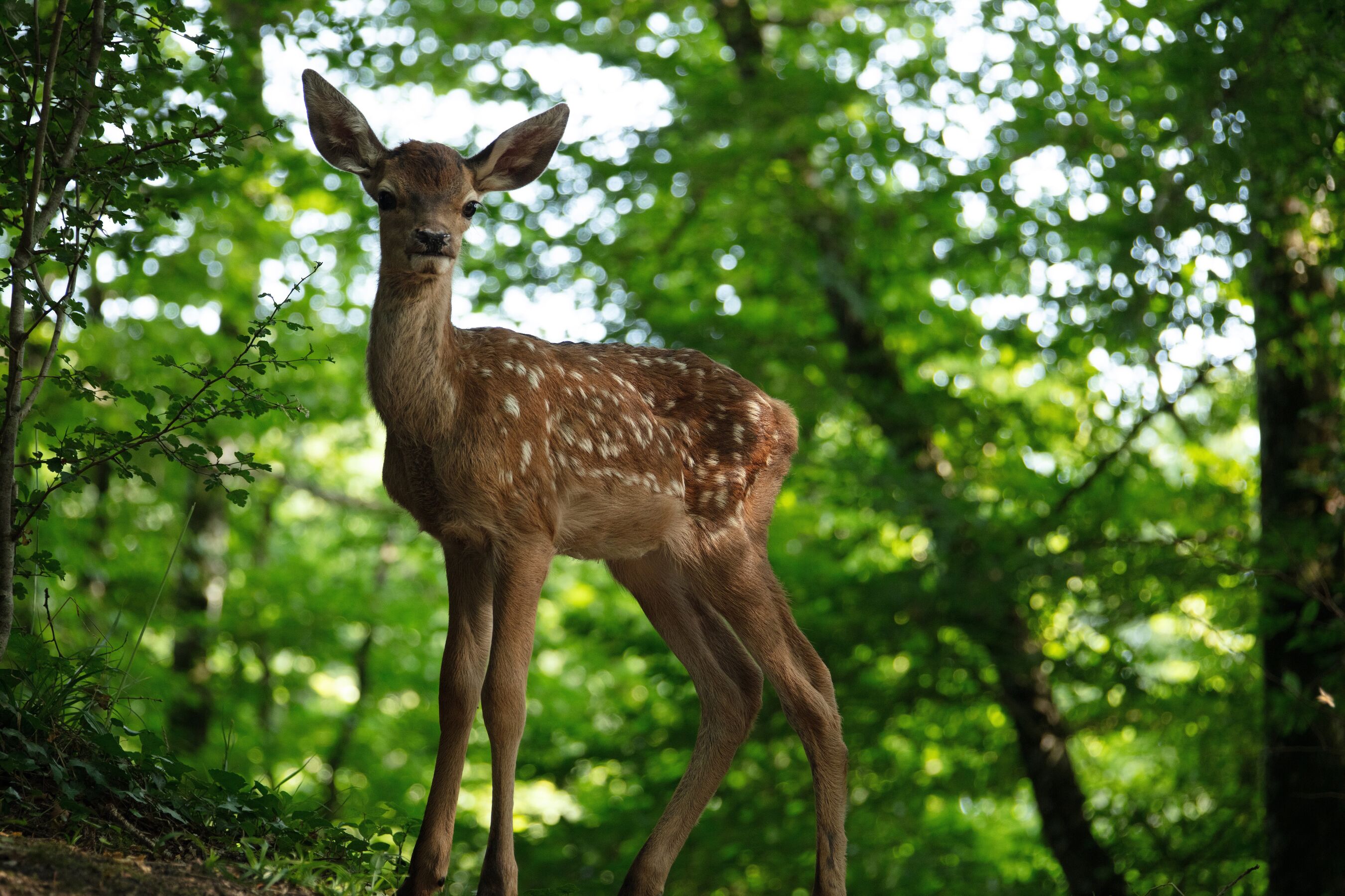 Bambi, Foto: Eric Travers, Lizenz: EuroVideo/SquareOne/Central