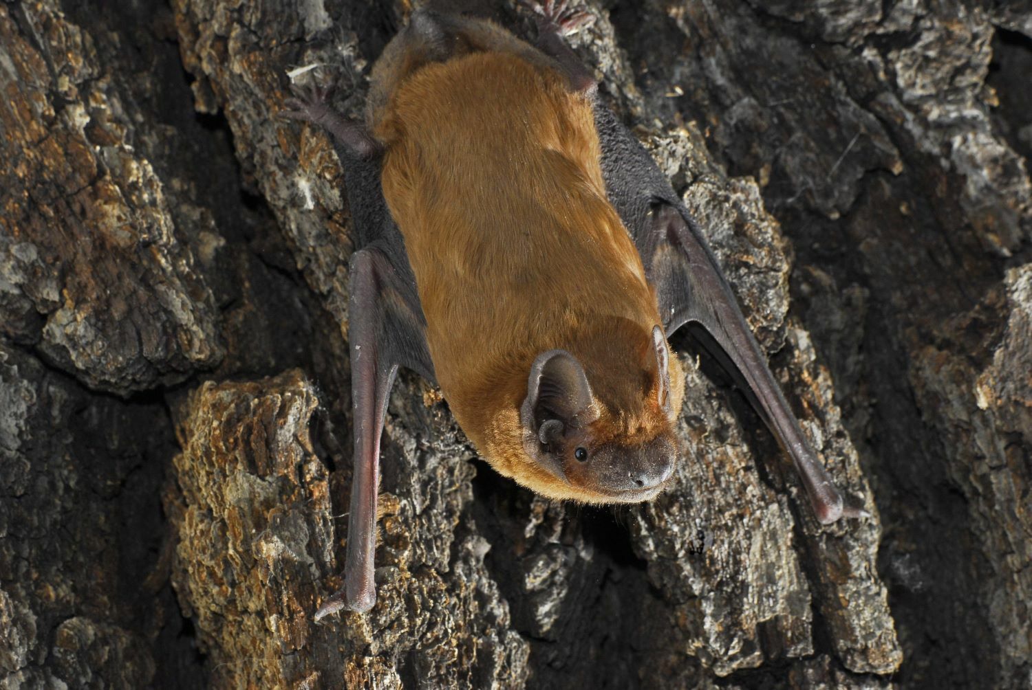 Abendsegler, Foto: Ralf Donat, Lizenz: Sielmanns Naturlandschaft Wanninchen
