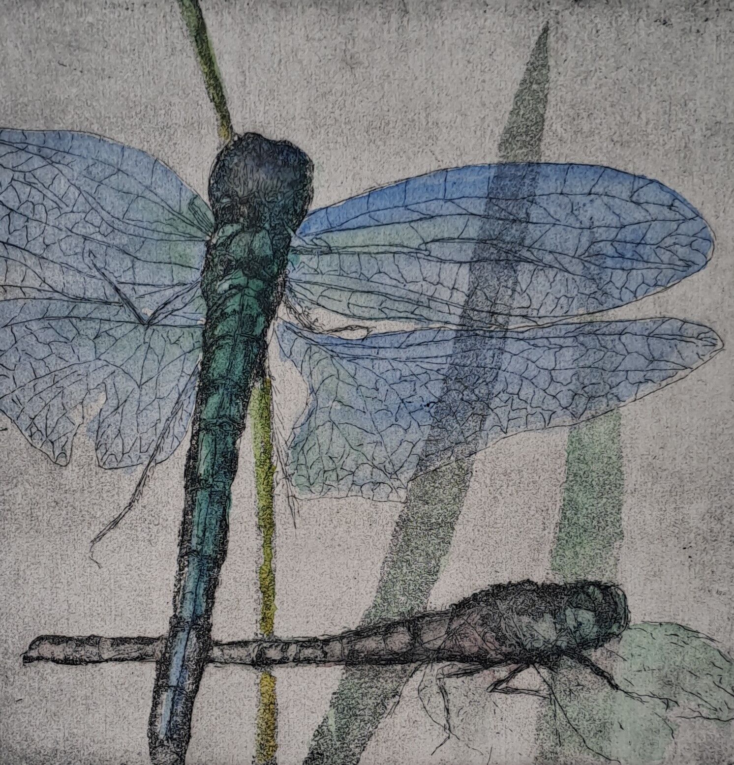 Odonata, Foto: Burg Beeskow, Lizenz: Burg Beeskow