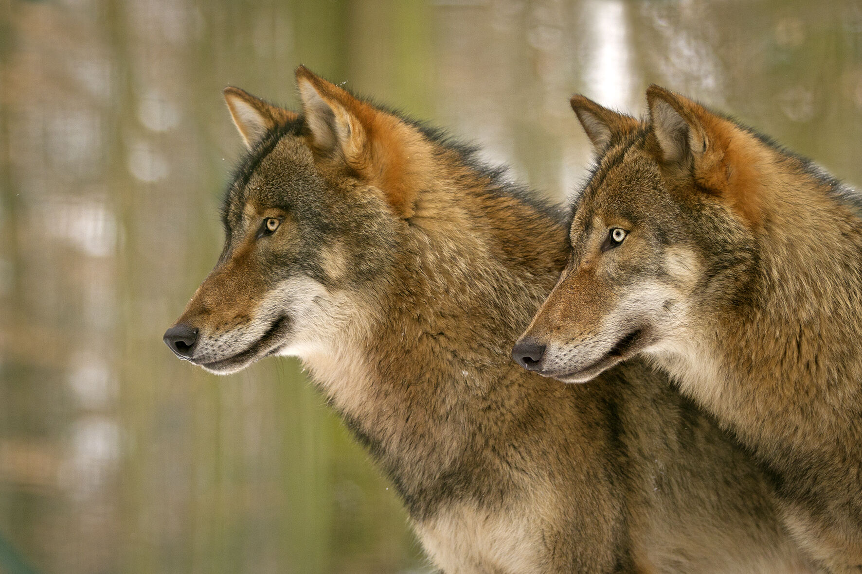 Wolf Tierpark Kunsterspring, Foto: Marlen Gutschmidt, Lizenz: Tierpark Kunsterspring
