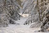 Schnee im Wald, Foto: Dr. Tilo Geisel, Lizenz: Stiftung Naturlandschaften Brandenburg