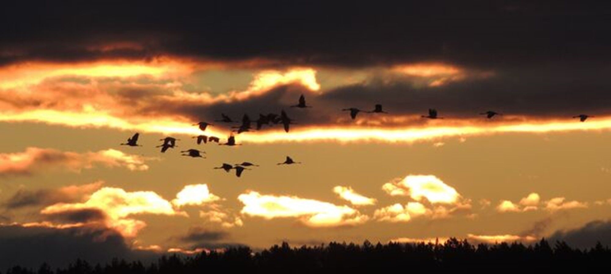 Kranichzug am Schlafplatz, Foto: Ricarda Rath, Lizenz: Naturwacht Brandenburg