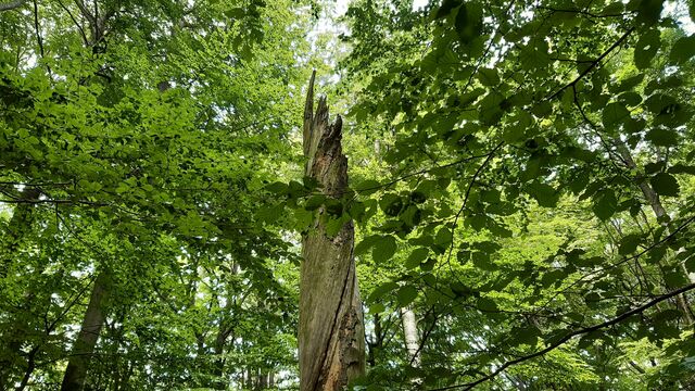Schönheit der Buchenwälder erleben, Foto: N.Erdmann, Lizenz: Naturschutzfonds Brandenburg