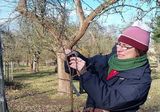 Obstbaumschnitt, Foto: NaturparkZentrum Westhavelland Obstbaumschnitt, Foto: NaturparkZentrum Westhavelland