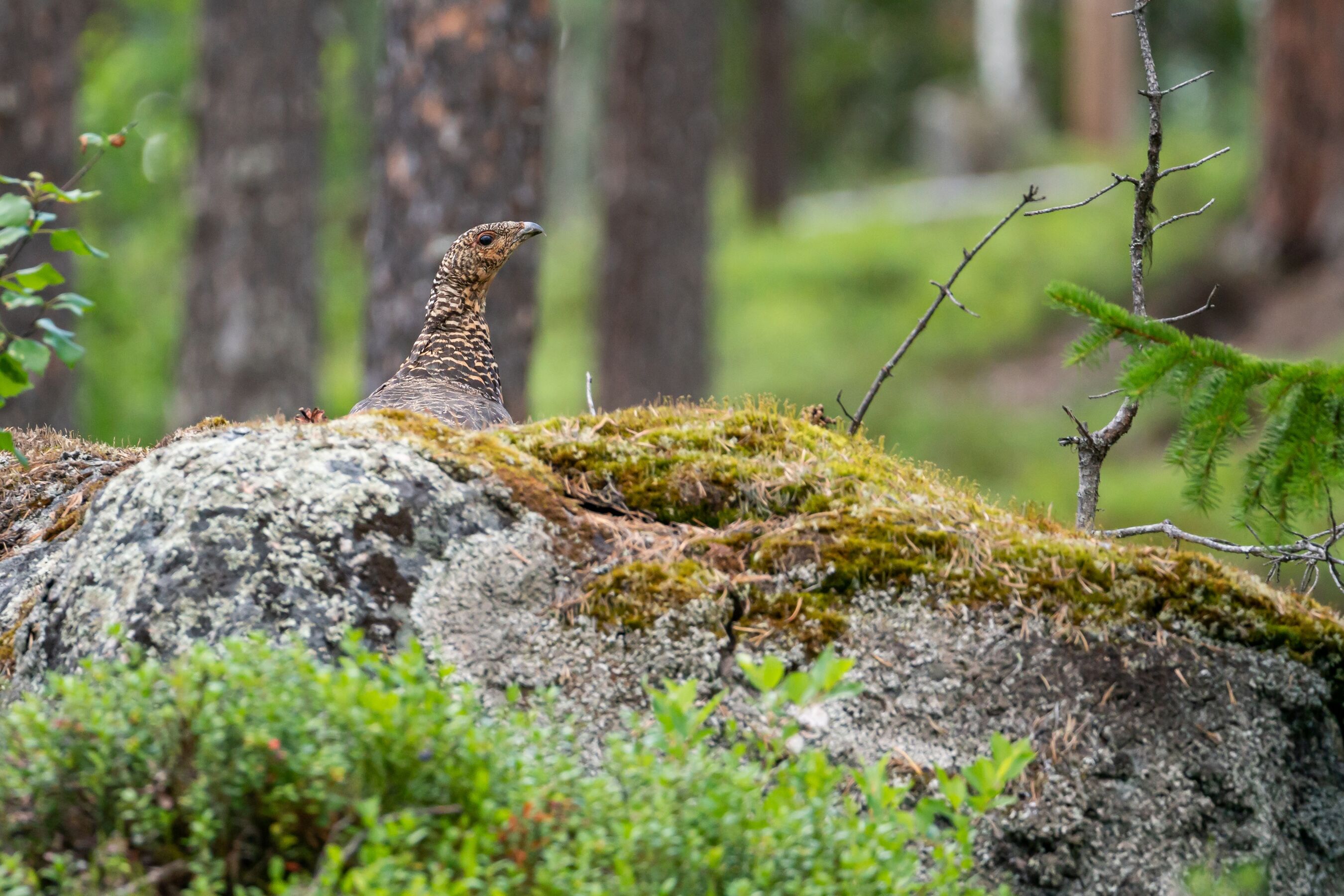 Charaktervogel der Lausitz, Foto: Naturpark NlH