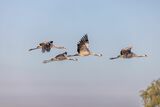 Kraniche in Sielmanns Naturlandschaft Wanninchen, Foto: Ralf Donat
