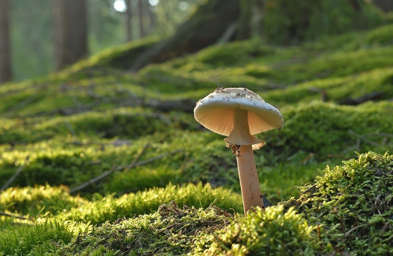 Pilz, Foto: Jürgen auf Pixabay, Lizenz: Jürgen auf Pixabay