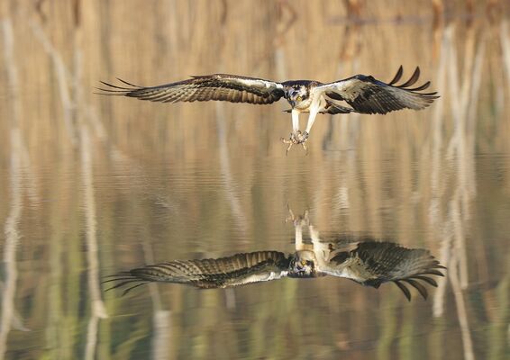 Fischadler bei der Jagd, Foto: F. Koch, Lizenz: NaturSchutzFonds Brandenburg