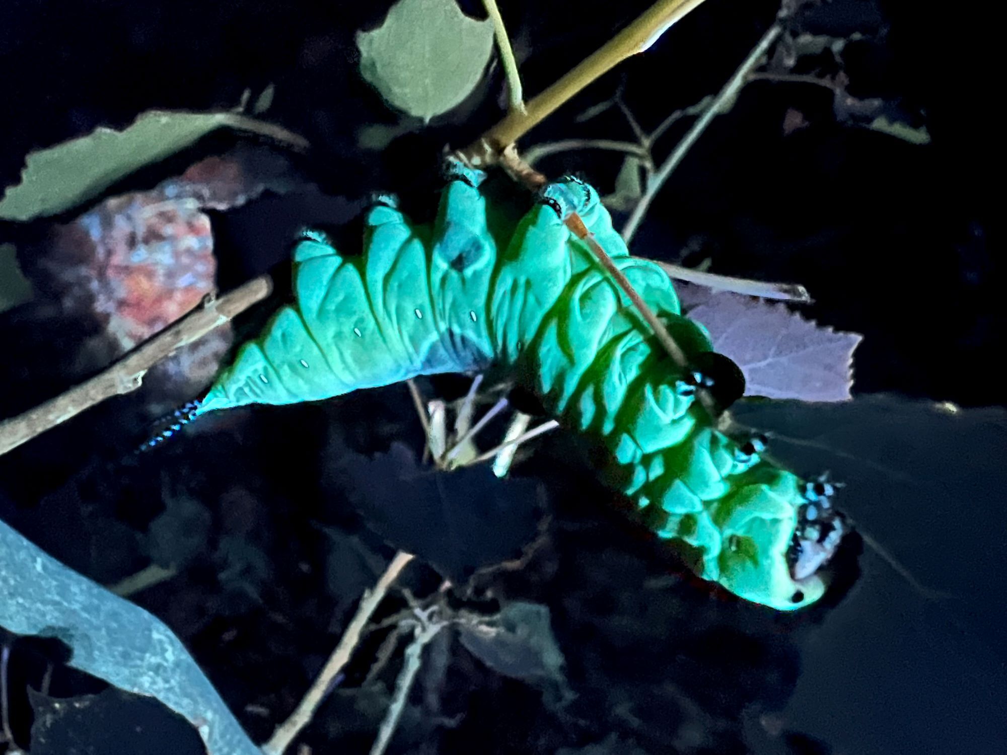 Fluoreszierende Raupe, Foto: Doktor Hannes Petrischak, Lizenz: Sielmanns Naturlandschaft Wanninchen